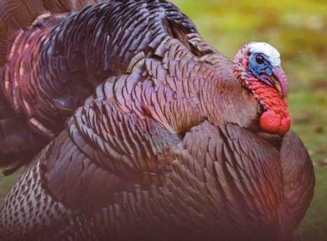 Breeding season begins for Ohio’s wild turkeys