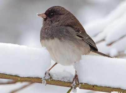 Snowbirds return as seasons change