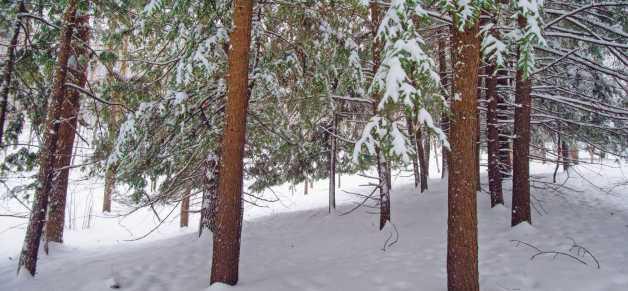 Pine trees are not native to northwest Ohio