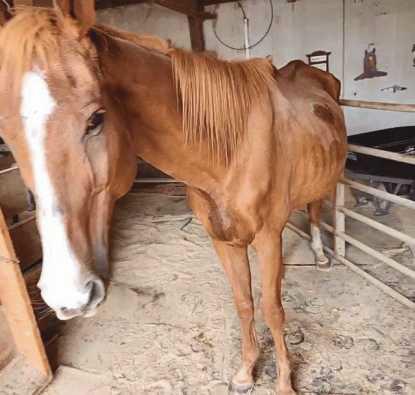 Dusty came to the Healing Barn for care and rehab from Florida.