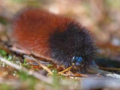 	Is the woolly bear caterpillar a predictor of winter weather?