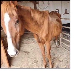 Upcoming Healing Barn fund-raiser to assist equine rehabilitation efforts