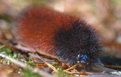 Is the woolly bear caterpillar