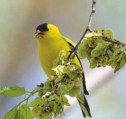 The goldfinch, a late addition to nesting birds